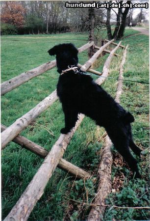 Riesenschnauzer ...diesen Zaun habe ich nicht umgeworfen...ehrlich