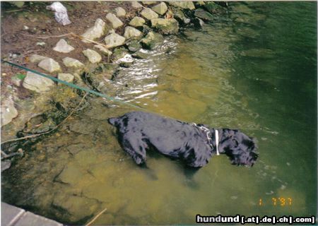 Riesenschnauzer Wie tief das wohl ist?....egal..hinein