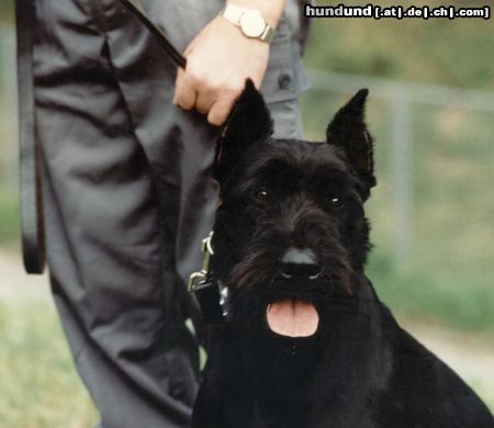 Riesenschnauzer Athos von der Kremserburg, Gendarmeriediensthund, Stmk