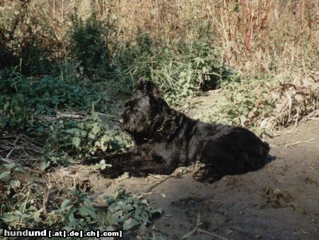 Riesenschnauzer Athos von der Kremserburg, Gendarmeriediensthund, Stmk