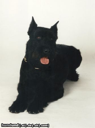 Riesenschnauzer Athos von der Kremserburg, Gendarmeriediensthund, Stmk