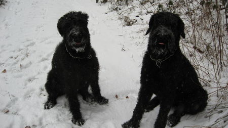 Riesenschnauzer Ninja und Danja von der Schaumburg