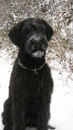 Riesenschnauzer Ninja von der Schaumburg