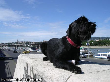 Riesenschnauzer Diana con todos los santos / 1,5 Jahre alt