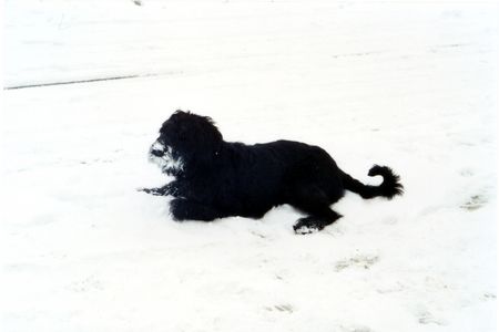 Riesenschnauzer Lucy der Schneehund