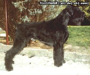 Riesenschnauzer Multi Ch Johnny Walker v d Frankenfurt