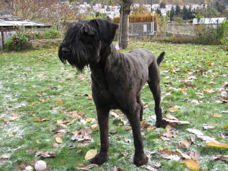 Riesenschnauzer Danja von der Schaumburg