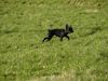 Riesenschnauzer Hund