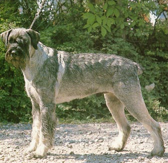 Riesenschnauzer