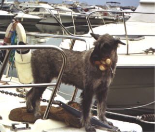 Riesenschnauzer susa mit bärchen