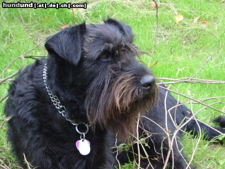 Riesenschnauzer Marla