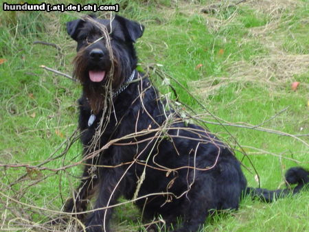 Riesenschnauzer ach was bin ich froh, auf Wiese und im Stroh