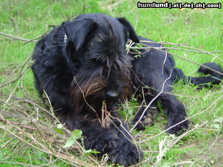 Riesenschnauzer Marla