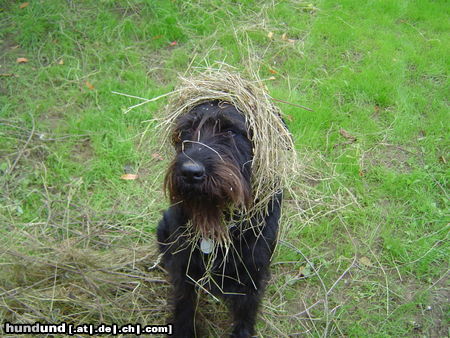 Riesenschnauzer Marla