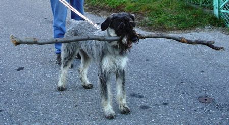 Riesenschnauzer zarah sammelt holz - vielleicht kommt ein strenger winter