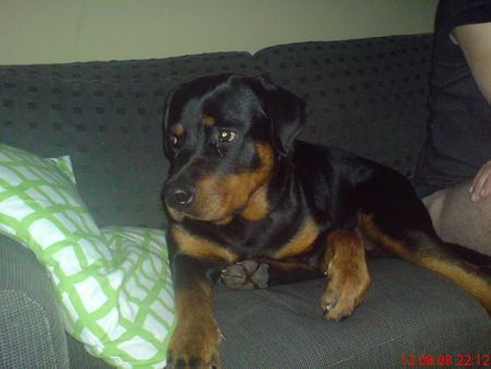 Rottweiler Lisa 11 Monate