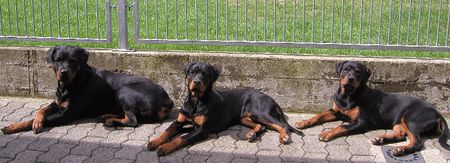 Rottweiler Bijou 7 Jahre, Peewee 6 Monate, Quenda 6 Monate