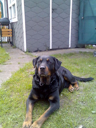 Rottweiler unser Uwe