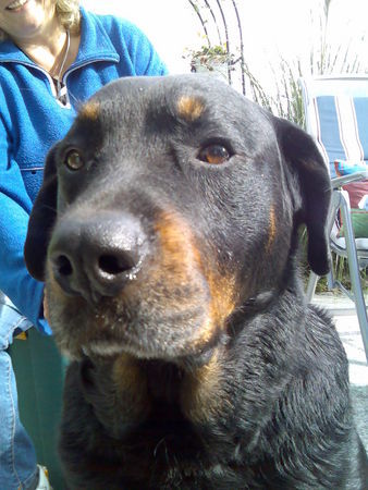 Rottweiler unser Uwe