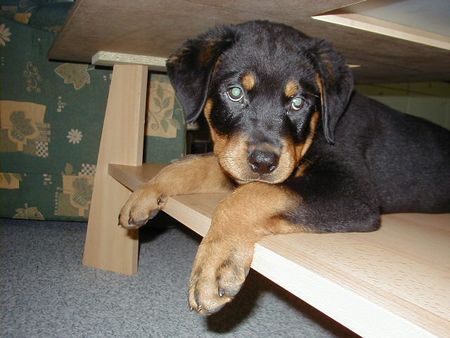 Rottweiler