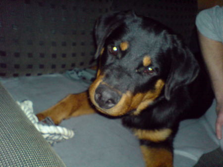 Rottweiler Lisa 