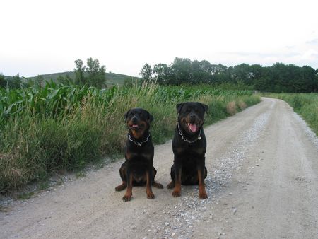 Rottweiler Daris & Fella vom Nagelschen Freihof