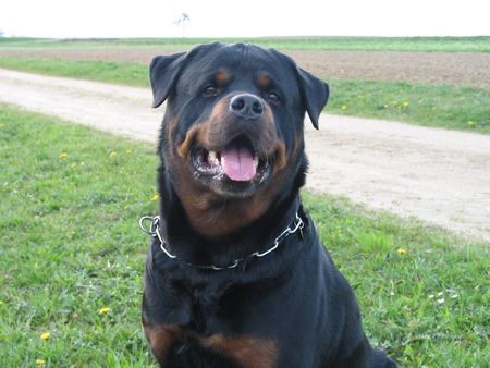 Rottweiler Daris vom Nagelschen Freihof