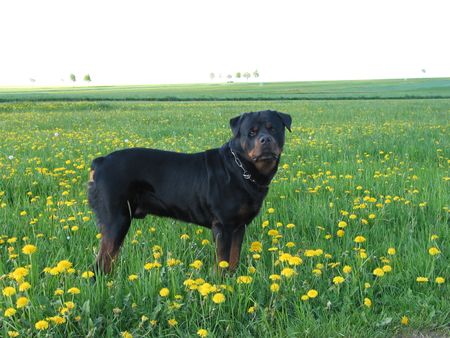 Rottweiler Daris vom Nagelschen Freihof