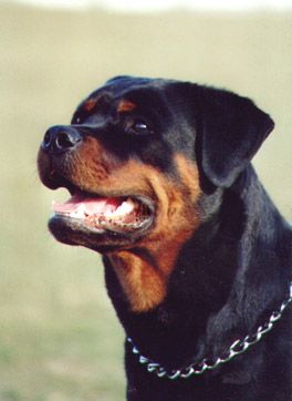 Rottweiler Hummel vom Goldfuchs