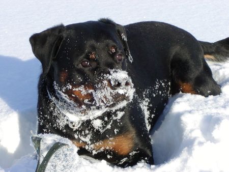 Rottweiler Krümelchen im Neuschnee