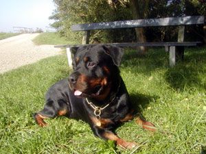 Rottweiler Magnum