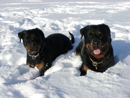 Rottweiler Krümelchen und Mac