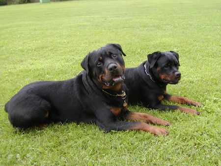 Rottweiler Magnum & Krümelchen