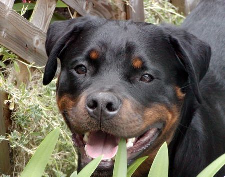 Rottweiler ist was?