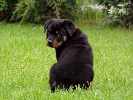 Rottweiler Hjuma vom Vilstaler Land