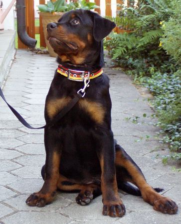 Rottweiler Ayo vom Ainringer Moor