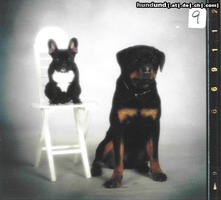 Rottweiler Wir beide sind Freunde