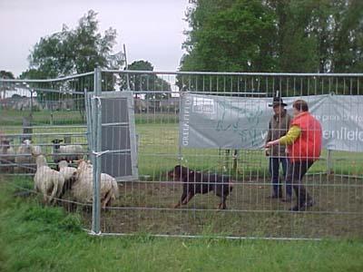 Rottweiler Yara van de Vrundehoeve