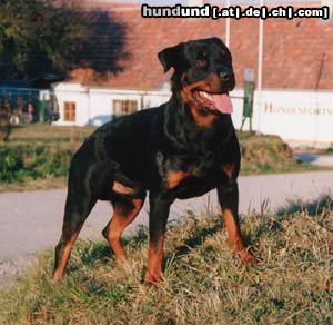 Rottweiler Arno von Griechenberg/W.H. 66,5cm/fünffacher Championat, 2 mal Weltsieger und einmal Europasieger. Rüde zum Decken