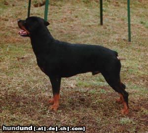 Rottweiler Arno von Griechenberg/W.H. 66,5cm/fünffacher Championat, 2 mal Weltsieger und einmal Europasieger. Rüde zum Decken