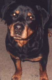 Rottweiler Ich liebe rotties