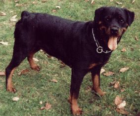 Rottweiler Bijou vom Hause Ditscher