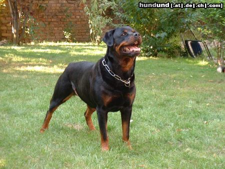 Rottweiler