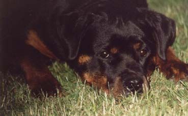 Rottweiler Hummel vom Goldfuchs