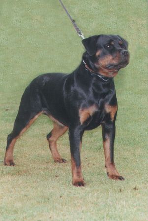 Rottweiler Hummel vom Goldfuchs