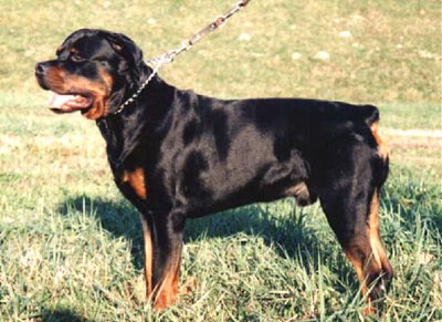 Rottweiler