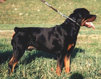 Rottweiler