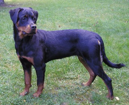 Rottweiler Peewee vom Hause Ditscher (7 Monate)