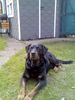 Rottweiler Hund