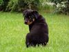 Rottweiler Hund